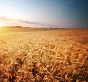 Meadow of wheat. © GIS – Fotolia